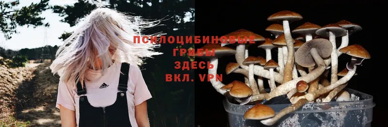 Галлюциногенные грибы Cubensis  Белорецк 